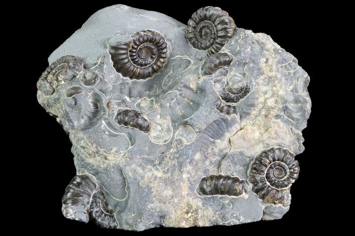 Ammonite (Promicroceras) Cluster - Somerset, England #86229